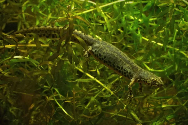 Primer plano de cuerpo completo en un tritón alpino griego femenino acuático, Ichthyosaura alpestris veluchiensis —  Fotos de Stock