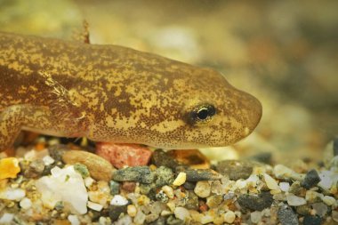 Kuzey Oregon 'daki deniz altı dev semenderi Dicamptodon Vladibrosus' un su altı larvalarının başına yakın çekim.