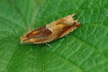 Küçük ama komik kırmızı güve, Ancylis Miterbacheriana ormanda yeşil bir yaprak üzerinde oturuyor