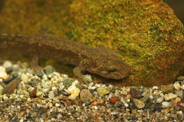 Nahaufnahme Einer Wasserlarve Des Küstenriesen Salamanders Dicamptodon Tenebrosus Unter Wasser — Stockfoto