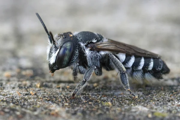 Close Een Volwassen Vrouwtje Kleine Centaureumbij Megachile Apicalis Uit Zuid — Stockfoto