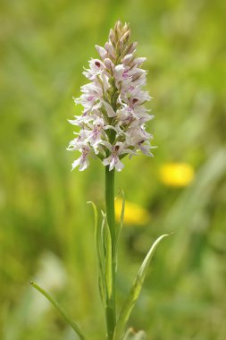 Nadir bulunan Heath Benekli Orkide 'nin soluk renkli çiçeğine yakın plan, çayırda, çayırlıkta Dactylorhiza maculata
