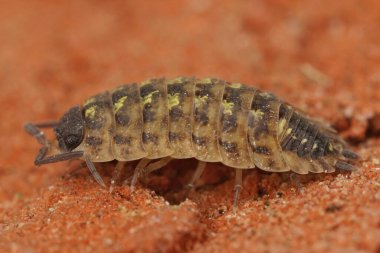 Porcellio spinicornis adında siyah kafalı bir orman bitinin bahçedeki kırmızı bir tuğlada oturması.