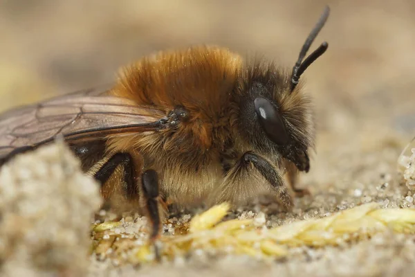 Detailed Closeup Brown Hairy Female Early Cellophane Bee Colletes Cunicularius — Stock Photo, Image