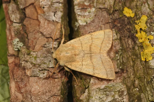 Primer Plano Las Líneas Trebble Polilla Charanyca Trigrammica Sentado Pedazo —  Fotos de Stock