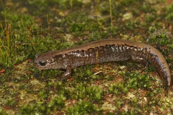 Primer Plano Una Salamandra Siberiana Adulta Salamandrella Keyserlingii Sentado Una —  Fotos de Stock