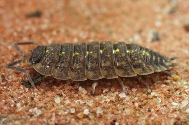 Siyah başlı bitli Porcellio Spinicornis 'e yakından bakın.