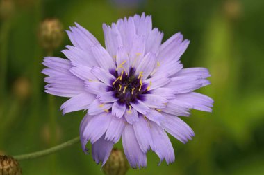 Renkli mavi bir hindiba çiçeğine yakın çekim, Güney Fransa 'da bir tarlada Cichorium Intybus