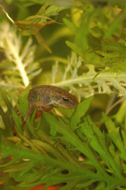 Suyun altında küçük Portekiz semenderi Lissotriton boscai 'ye dikey yakın plan.