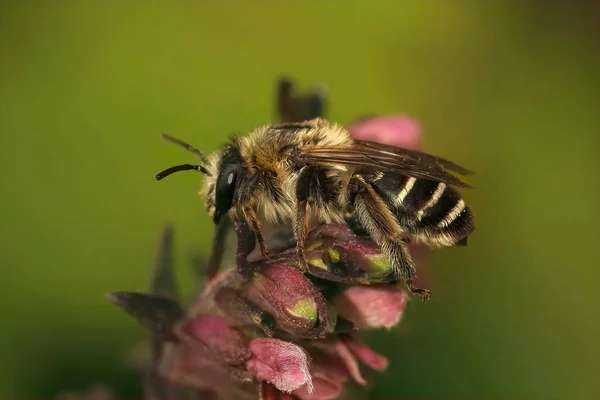 Zbliżenie Owłosioną Samicę Pszczoły Red Bartsia Blunt Horn Meliita Tricincta — Zdjęcie stockowe
