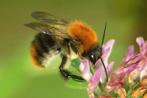 Κοντινό Πλάνο Ενός Εργάτη Κοινή Μέλισσα Carder Bombus Pascuorum Ένα — Φωτογραφία Αρχείου