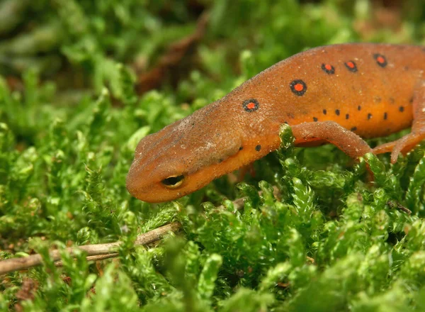 Doğu ya da Kırık Çizgili Newt 'in renkli ama zehirli kırmızısı üzerine yakın çekim Notophthalmus yosunların üzerine iniyor.