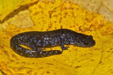 Sarı bir akçaağaç yaprağının üzerinde oturan nadir bulunan mavi benekli semender, Ambystoma laterale