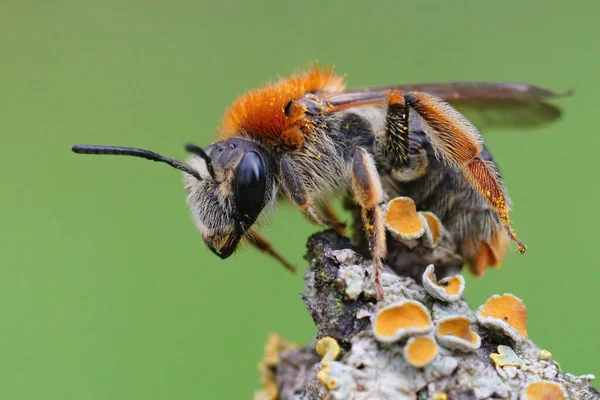 Közelkép Egy Színes Nőstény Narancsfarkú Bányaméhről Andrena Aranyér Egy Gallyon — Stock Fotó