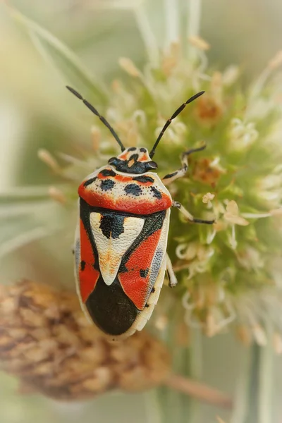 Verticale Colorato Vicino Uno Shieldbug Ornato Eurydema Ornata Dal Sud — Foto Stock