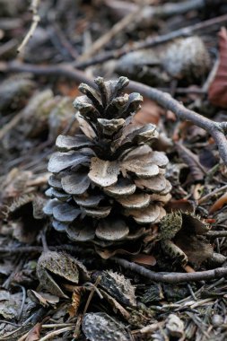 Düşmüş bir çam kozalağı olan Pinus Sylvestris 'in dikey yakın çekimi ormandaki yaprak yığınının arasında.