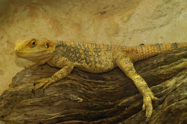 Closeup Adult Yellow Colored Painted Dragon Lizard Laudakia Stellio Laying — Stock Photo, Image