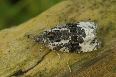 Bahçedeki küçük beyaz sallanan mermer güve Apotomis turbidana 'ya yaklaş.