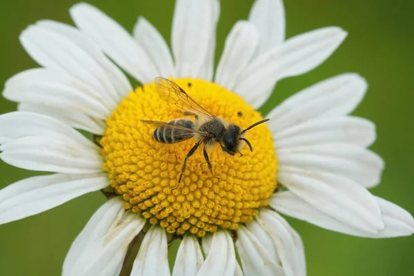 Zbliżenie Brązowy Żółty Noga Samotny Górnicze Pszczoły Andrena Flavipes Siedzi — Zdjęcie stockowe