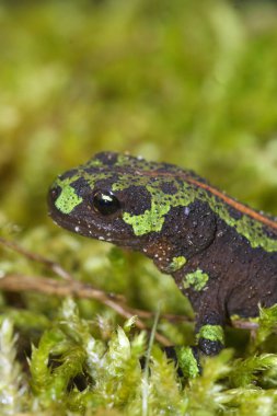 Fransız genç yeşil renkli mermer semender üzerinde dikey yakın çekim yeşil yosun üzerinde Triturus marmoratus
