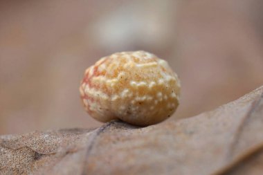 Sonbaharda düşen meşe yaprağı Quercus Robur 'un üzerinde bulunan ve Avrupa' da sıkça rastlanan bir yaban arısı olan Cynips longiventris 'in yumurtasına yakından bakın.