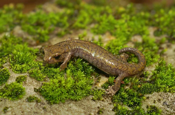 Nahaufnahme Des Seltenen Und Gefährdeten Shasta Salamanders Hydromantes Shastae Endemisch — Stockfoto