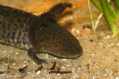 Meksika 'da Zacapu Lagoon' da sadece ocurs 'ta bulunan, ciddi derecede tehlike altında olan Meksika akhok semenderi Ambystoma andersoni' ye yakın çekim.