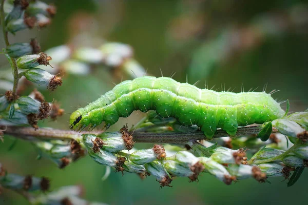 银蛾的翡翠绿色毛毛虫 伽马射线自成虫身上的遮挡物 隐藏在植被中 — 图库照片