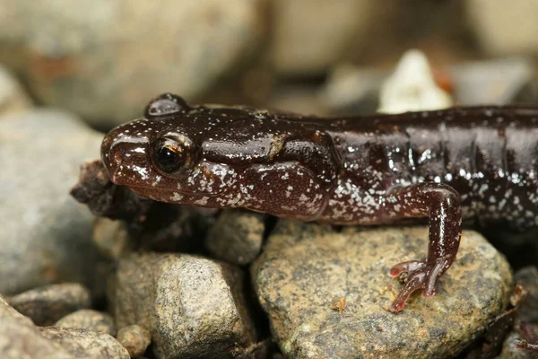 Fechar Sobre Cabeça Forma Negra Salamandra Dorso Vermelho Ocidental Plethodon — Fotografia de Stock