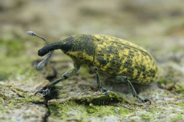 Крупный План Желтого Цвета Настоящего Долгоносика Larinus Turbinatus Который Паразитирует — стоковое фото