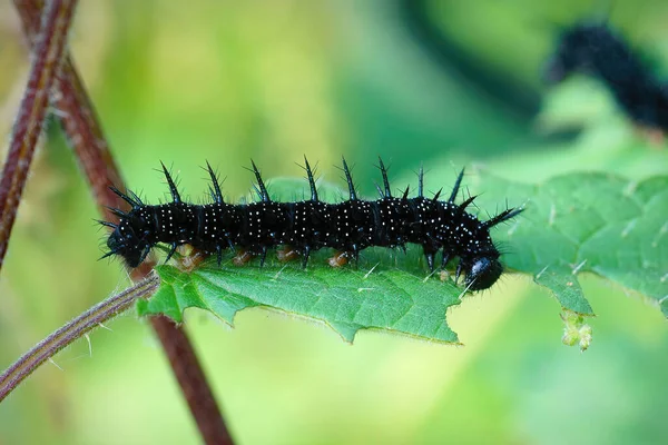 Primer Plano Sobre Una Oruga Negra Puntiaguda Mariposa Del Pavo —  Fotos de Stock