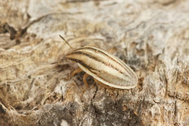 Güney Fransa 'da bir tahta parçasının üzerinde oturan buğday böceğinin perisi Aelia Rostrata' ya yaklaş.