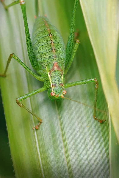 Verticale Close Speckled Bush Cricket Leptophyes Punctatissima Zittend Een Groen — Stockfoto