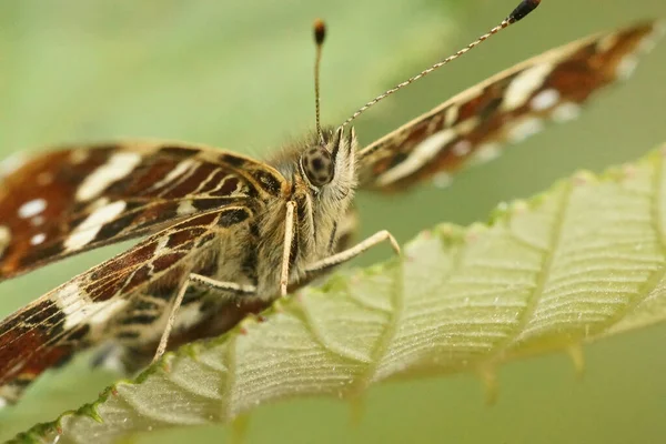 근육질 나비의 각도가 감겨져 날개를 슈니아 레바나 — 스톡 사진