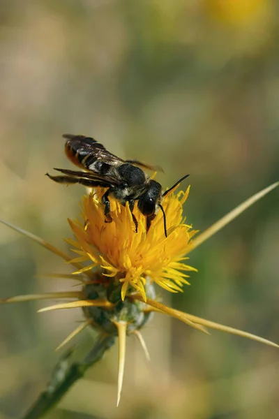 Vertical Closeup Female Mediterranean Megachile Octosignata Leacutter Bee Sipping Nectar — Stock Photo, Image