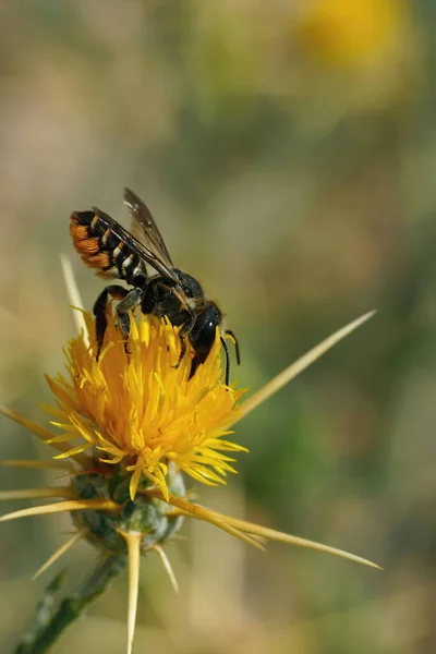 Vertikale Nahaufnahme Einer Mediterranen Megachile Octosignata Leacutter Biene Die Nektar — Stockfoto