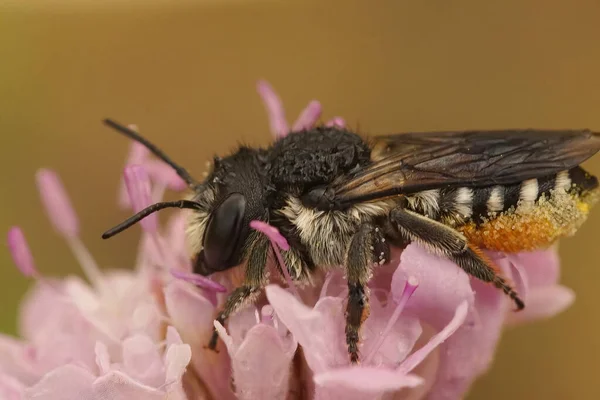 Closeup Wed Female Mediterranean Leafcutter Megachile Octosignata Pink Scabious Flower — Stock Photo, Image