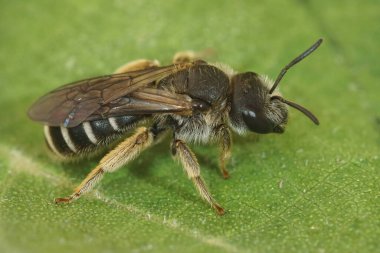 Güney Fransa 'da yeşil bir yaprağın üzerinde oturan Akdeniz' in dev tırtık arısı Halictus Quadricinctus 'a yakın plan.