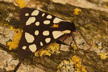 Güney Fransa 'da bir odun parçasında oturan renkli krema lekeli kaplan güvesinin yakın çekimi.