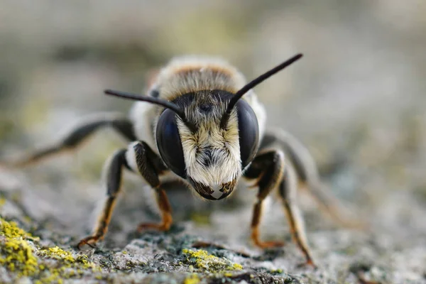 Closeup Προσώπου Ένα Μεσογειακό Θηλυκό Λευκό Τεμαχιστής Φύλλων Megachile Albisecta — Φωτογραφία Αρχείου