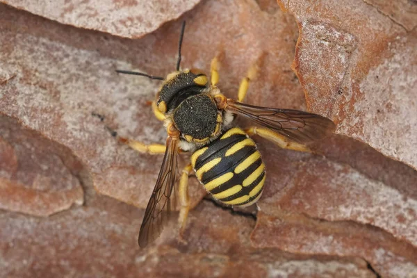 地中海の閉鎖グロマンの黄色の樹脂製の蜂 Icteranthidium Grohmanni南フランスの木の上に開いた翼で座って — ストック写真