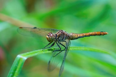 Belçika, Northen Flandres 'te yeşil bir yaprağın üzerinde oturan dişi Rudy Dartter' a yakın plan.