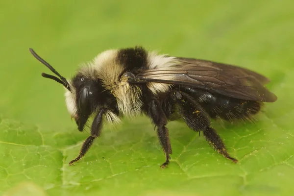 Species Resembles Grey Mining Bee Andrena Vaga Has Distinguishing Back — Stock Photo, Image