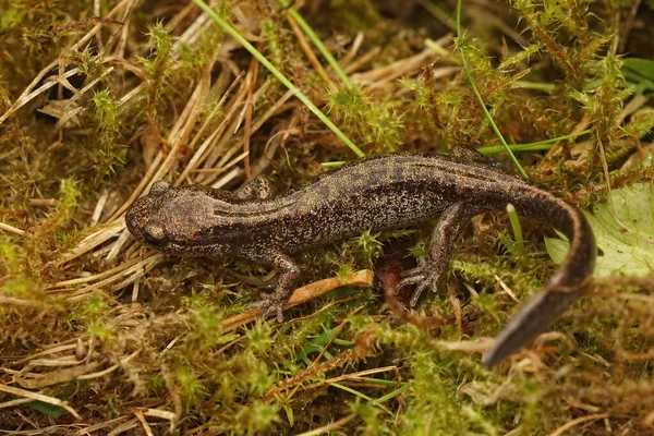 Großaufnahme Eines Messingfarbenen Jungvogels Des Hokkaido Salamanders Hynobius Retradatus Endemisch — Stockfoto