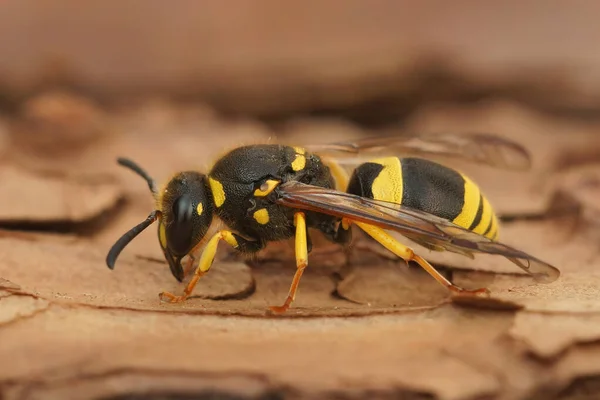 Close Uma Vespa Pedreiro Precoce Amarelo Preto Ancistrocerus Nigricornis Sentado — Fotografia de Stock