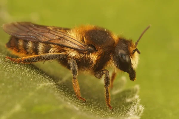 Close Een Harige Mediterrane Bladsnijbij Megachile Pyrenaica Zittend Een Groen — Stockfoto