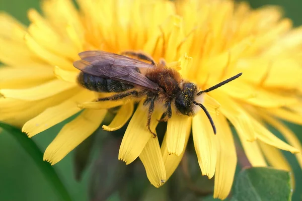 Kıllı dişi bir Grey 'e yakından bakın. Andrena Nitida, sarı bir karahindiba üzerinde oturuyor, Taraxacum officinale, tarlada çiçek.