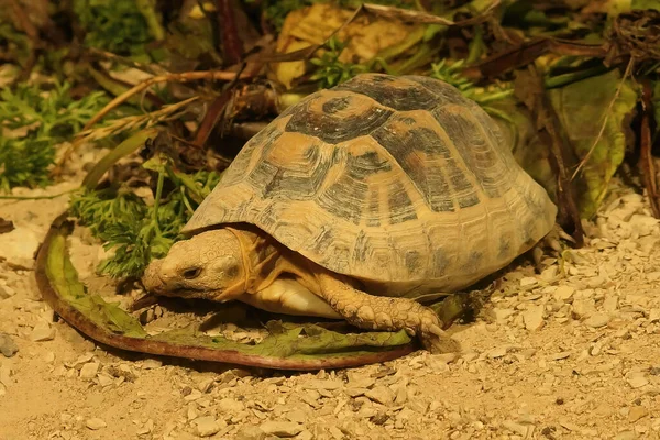 Detailní záběr na řeckou želvu nebo želvu s ostrou stehenní, Testudo graeca, jíst list — Stock fotografie