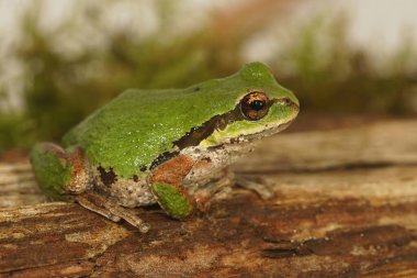 Closeup on an adult green Pacific treefrog, Pseudacris regilla sitting on wood clipart