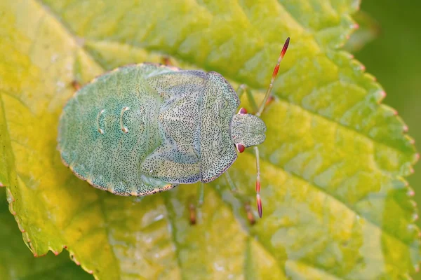 Κοντινό πλάνο σε μια νύμφη instar της Ευρωπαϊκής Green Shieldbug, Palomena prasina κάθεται σε ένα πράσινο φύλλο — Φωτογραφία Αρχείου